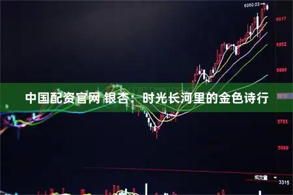 中国配资官网 银杏：时光长河里的金色诗行